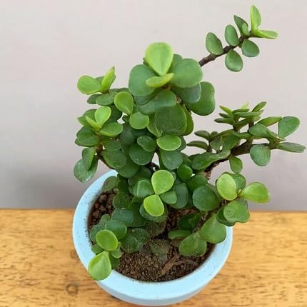 40 Stück grüne Jadepflanzensamen von etechondra