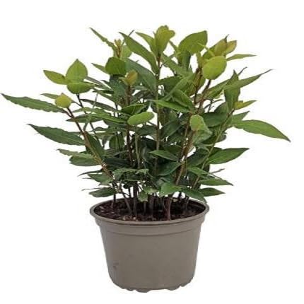 40 Stück grüne Lorbeerpflanzensamen von etechondra