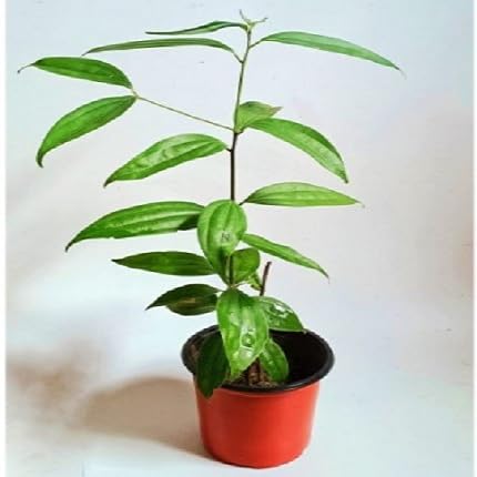 40 Stück grüne Zimtpflanzensamen von etechondra