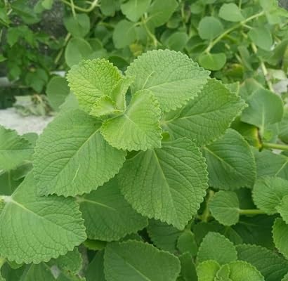 50 Stück Plectranthus amboinicus Pflanzensamen 50 Stück Plectranthus amboinicus Pflanzensamen von etechondra