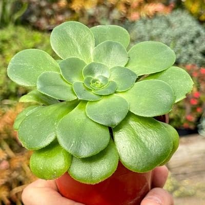 50 Stück grüne Aeonium-Pflanzensamen von etechondra