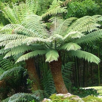 50 Stück grüne Cyathea-Pflanzensamen von etechondra