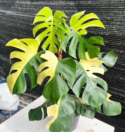 50 Stück neue frische gelbe Monstera-Pflanzensamen 50 Stück neue frische gelbe Monstera-Pflanzensamen von etechondra