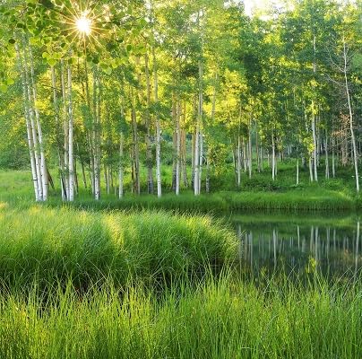 Espenbaumsamen 10 Stück grün von etechondra