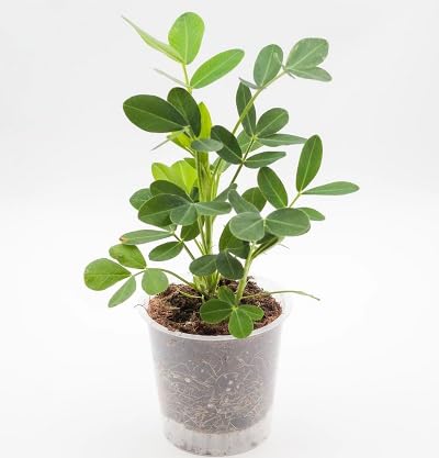 Frische 50 Stück Arachis hypogaea Pflanzensamen von etechondra