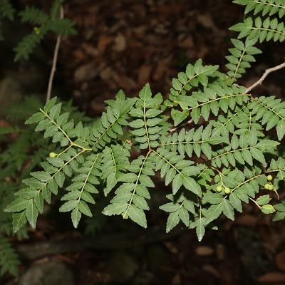 Frische 50 Stück Zanthoxylum piperitum Pflanzensamen Frische 50 Stück Zanthoxylum piperitum Pflanzensamen von etechondra