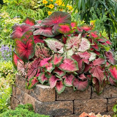 Frische neue 50 Stück gemischte Caladium-Pflanzensamen von etechondra