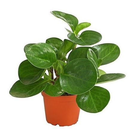 Frische neue 50 Stück grüne Peperomia-Pflanzensamen von etechondra