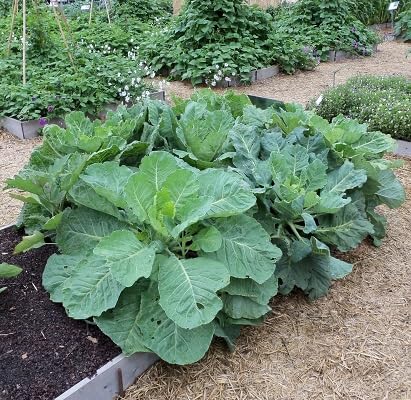 Kohlgemüsesamen 100 Stück Grün Kohlgemüsesamen 100 Stück Grün von etechondra
