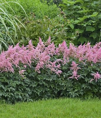 Neu Frische 100 stücke Astilbe Blumensamen rosa von etechondra