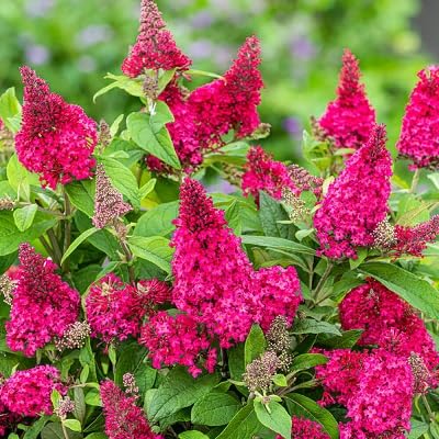 Neu Frische 100 stücke Buddleia Blumensamen rosa von etechondra