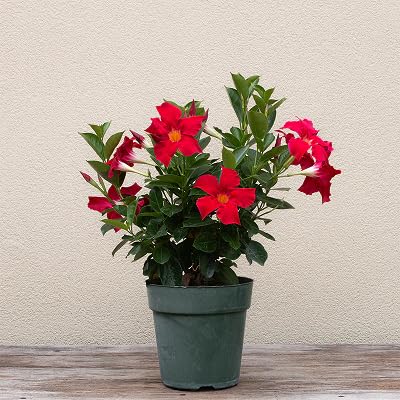 Neu Frische 100 stücke Dipladenia Blumensamen rot von etechondra