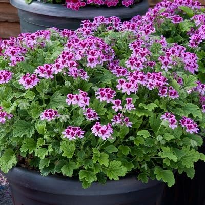 Neu Frische 100 stücke Geranien Blumensamen rosa von etechondra