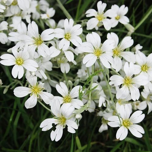 Neu Frische 100 stücke Gypsophila Blumensamen weiß von etechondra