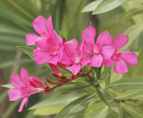 Neu Frische 100 stücke Oleander Blumensamen rosa von etechondra