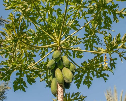 Neu Frische 100 stücke Papaya Fruchtsamen grün von etechondra