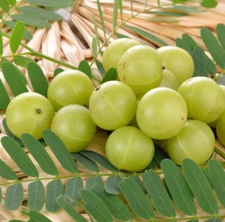Neu Frische 100 stücke Stachelbeere Obst Samen grün von etechondra