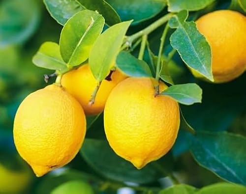 Neu Frische 100 stücke Zitrone obst Samen gelb Neu Frische 100 stücke Zitrone obst Samen gelb von etechondra