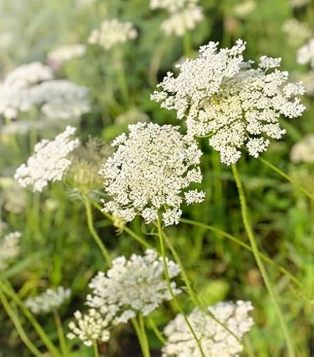 Neu Frische 50 stücke Ammi Majus Pflanzensamen Grün von etechondra