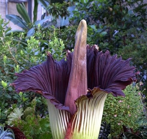 Neu Frische 50 stücke Corpse Flower Samen lila von etechondra