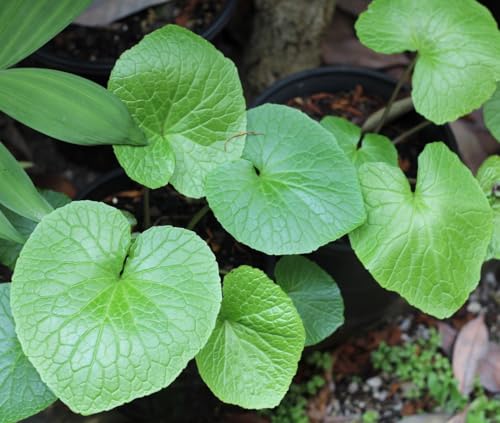 Neu Frische 50 stücke Wasabi pflanzensamen grün von etechondra