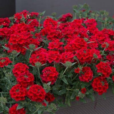Neue frische 100 Stück Verbena Blumensamen rot von etechondra