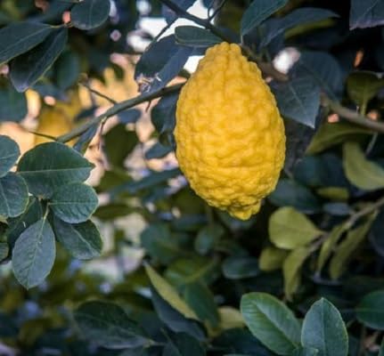 Neue frische 100 Stück Zitronenfruchtsamen Neue frische 100 Stück Zitronenfruchtsamen von etechondra