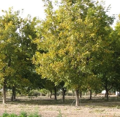 Neue frische 5 Stück Pekannussbaumsamen, grün Neue frische 5 Stück Pekannussbaumsamen, grün von etechondra
