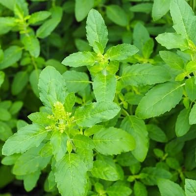 Neue frische 50 Stück Basilikum-Pflanzensamen von etechondra