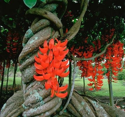 Packung mit 10 orangefarbenen Strongylodon Macrobotrys-Blumensamen Packung mit 10 orangefarbenen Strongylodon Macrobotrys-Blumensamen von etechondra