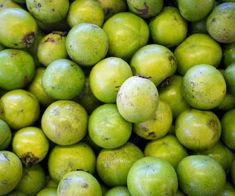 Packung mit 100 Digyna-Fruchtsamen von etechondra