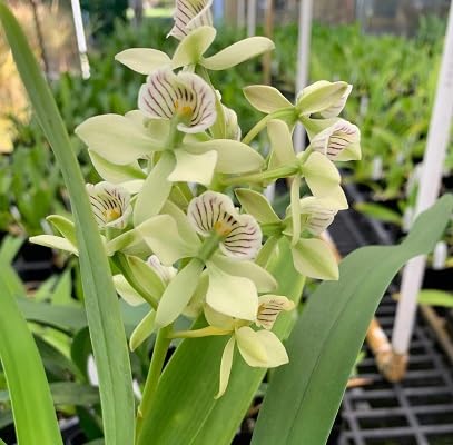 Packung mit 100 grünen Radiata-Orchideen-Blumensamen von etechondra