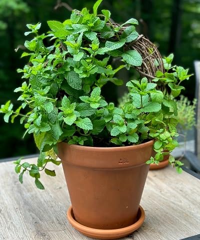 Packung mit 50 Pfefferminz-Pflanzensamen von etechondra