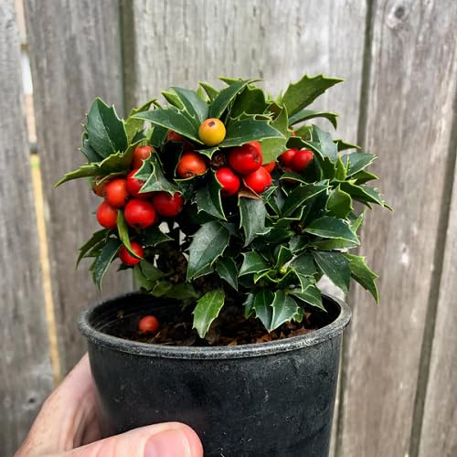 Packung mit 50 Stück Ilex opaca Pflanzensamen von etechondra