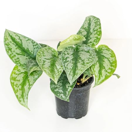 Packung mit 50 Stück Scindapus-Pflanzensamen Packung mit 50 Stück Scindapus-Pflanzensamen von etechondra