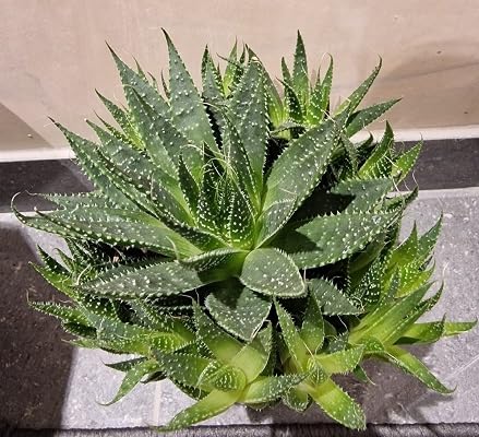 Packung mit 50 grünen Aloe Vera Pflanzensamen Packung mit 50 grünen Aloe Vera Pflanzensamen von etechondra