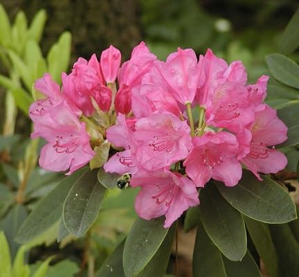 Rhododendron-Blumensamen 100 Stück rosa von etechondra