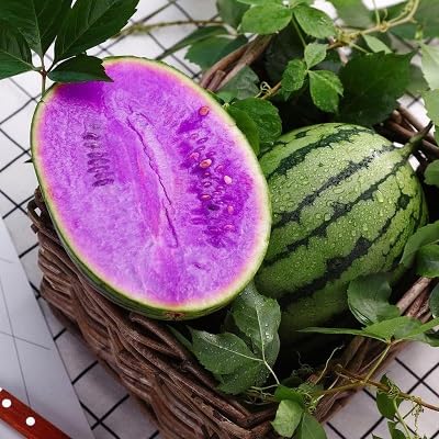 Wassermelonensamen 100 Stück lila von etechondra