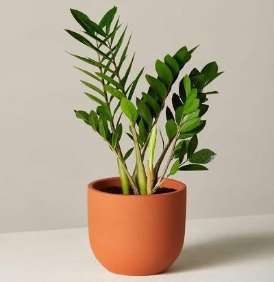 Zamioculcas Pflanzensamen 50 Stück Grün Zamioculcas Pflanzensamen 50 Stück Grün von etechondra