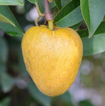 Zimtapfel-Fruchtsamen 100 Stück gelb Zimtapfel-Fruchtsamen 100 Stück gelb von etechondra