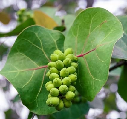 frische 100 Stück Seetraubenfruchtsamen frische 100 Stück Seetraubenfruchtsamen von etechondra
