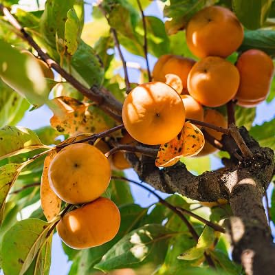 frische 100 Stück orange Kaki-Fruchtsamen von etechondra
