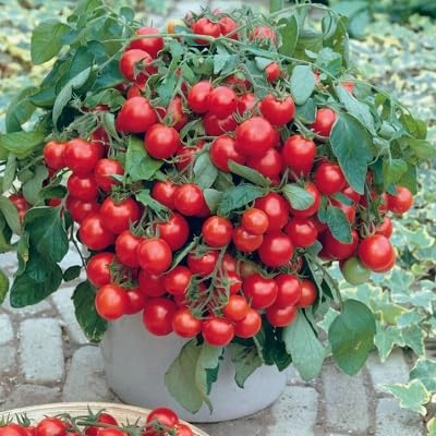 frische 100 Stück schwarze Tomaten-Gemüsesamen zum Anpflanzen von etechondra