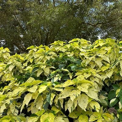 frische 50 Stück grüne Acalypha-Pflanzensamen frische 50 Stück grüne Acalypha-Pflanzensamen von etechondra