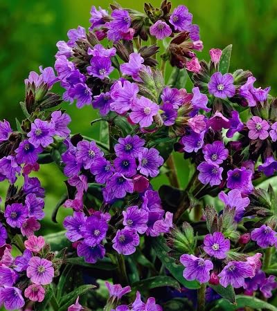 frische Pulmonaria Blumensamen 100 Stück lila von etechondra