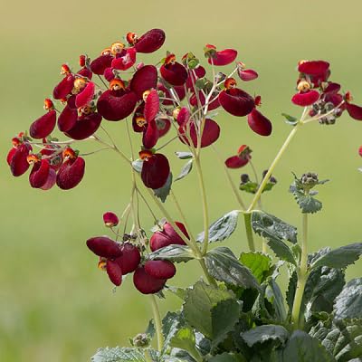 frische kastanienbraune Calceolaria-Blumensamen, 100 Stück frische kastanienbraune Calceolaria-Blumensamen, 100 Stück von etechondra