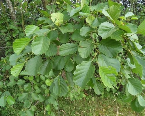 frische neue 10 Stück Erlenbaumsamen frische neue 10 Stück Erlenbaumsamen von etechondra