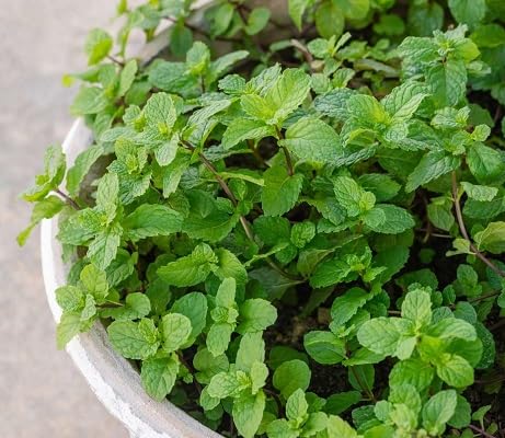 frische neue 100 Stück Minzpflanzensamen von etechondra