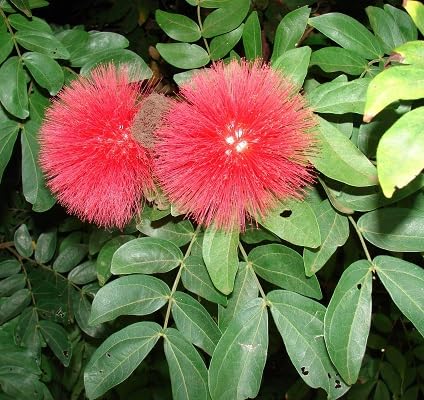 frische neue 100 Stück rote Calliandra-Blumensamen frische neue 100 Stück rote Calliandra-Blumensamen von etechondra