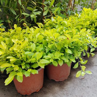 frische neue 50 Stück Duranta Pflanzensamen frische neue 50 Stück Duranta Pflanzensamen von etechondra